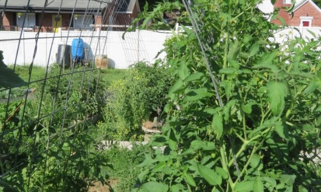 Grow Tomatoes Vertically