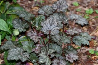 ‘Dale’s Strain’ coral bells was an earlier release of the native perennial Heuchera americana, which grows well in shade to partial shade.