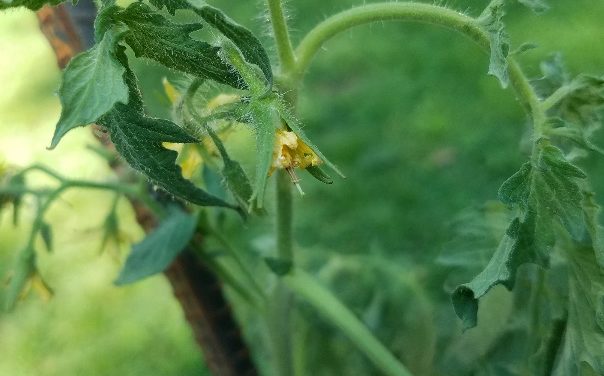 Why Did My Tomatoes Stop Producing Fruit?