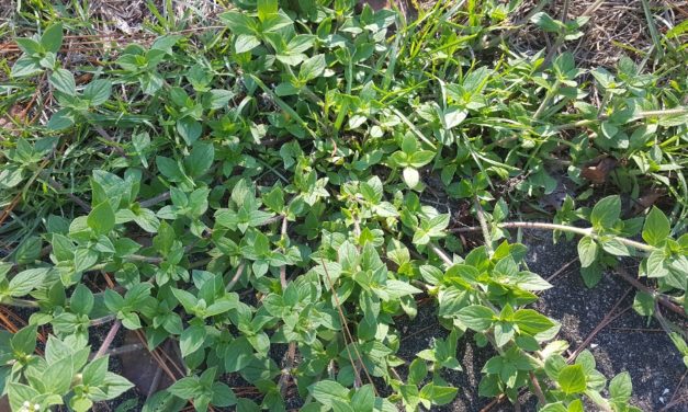 Weed of the Month – Florida Pusley