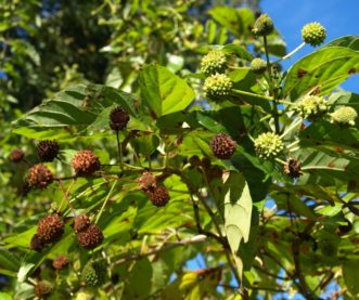In the fall, the hard, ball-shaped fruit provides an excellent food source for twenty-four species of birds.