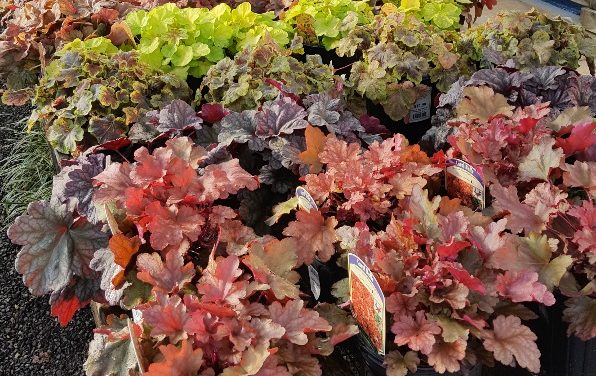 Heuchera – Coral Bells