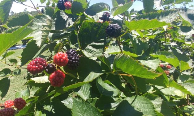 Blackberries