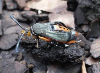 Newly emerged adult squash vine borer is a rather attractive, day-flying moth that looks more like a wasp than a moth.