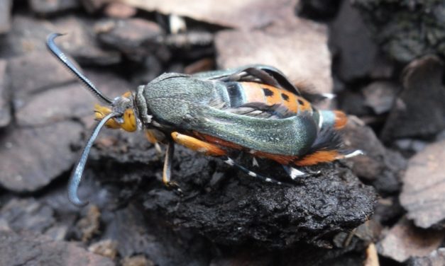 Watch Out For Squash Vine Borers