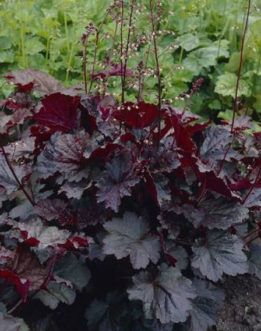 ‘Palace Purple’ coral bells (Heuchera micrantha) has deep purple foliage and creamy white flowers on tall flower spikes.