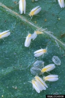 Silverleaf whiteflies (Bemisia argentifolii). Scott Bauer, USDA Agricultural Research Service, www.insectimages.org