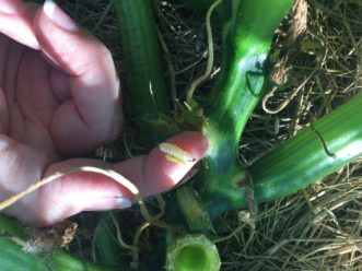 Squash borer larva removed from stem.