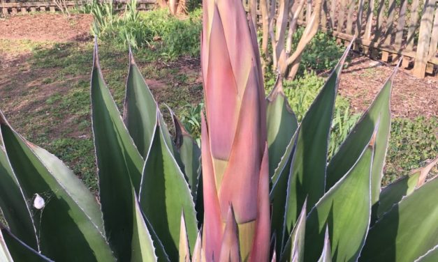 The bloom spike of this Agave salmiana appeared in March 2018, emerging from the center of the plant’s rosette.