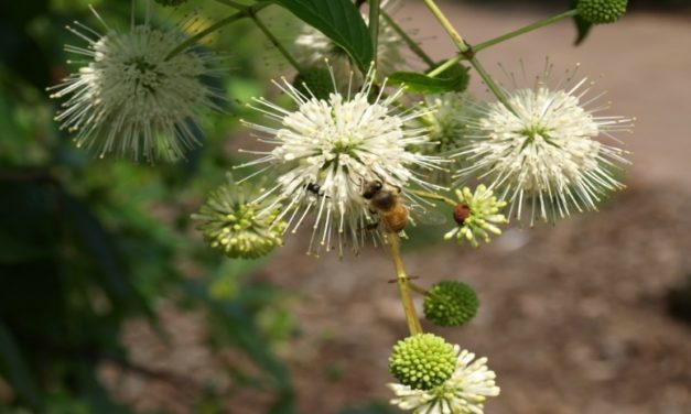 Buttonbush