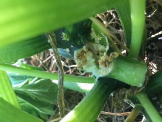 After observing the yellow, sawdust-like material, the affected stem was cut away revealing the squash vine borer larva inside.
