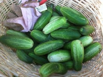 Healthy Tip – Cucumbers