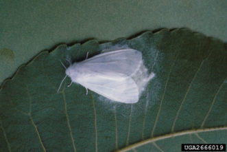 Fall webworm (Hyphantria cunea) adult laying eggs on a pecan leaf.