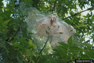 Fall webworm web enclosing pecan foliage.