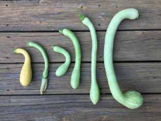 Harvested Tromboncino squashes (right) next to a yellow crookneck squash (far left). The young, tender fruits (middle) are great substitutes for yellow and zucchini squash.