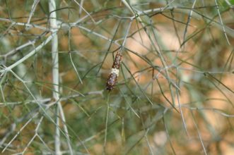 If you plant dill, fennel, or other members of the carrot family, you’ll likely share your plants with Black Swallowtails (Papilio polyxenes). Pictured here is an early instar (stage) with the characteristic white stripe across the middle.