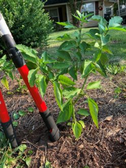 In order to produce more fruit in the fall, a pepper with no blooms or fruit can be ratooned in early July.