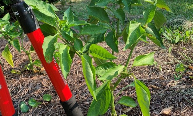 Getting More Bang for Your Buck By Ratooning Spring Vegetables