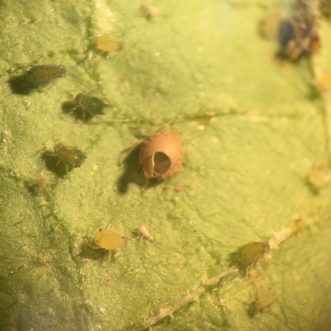 A parasitized aphid known as a mummy.