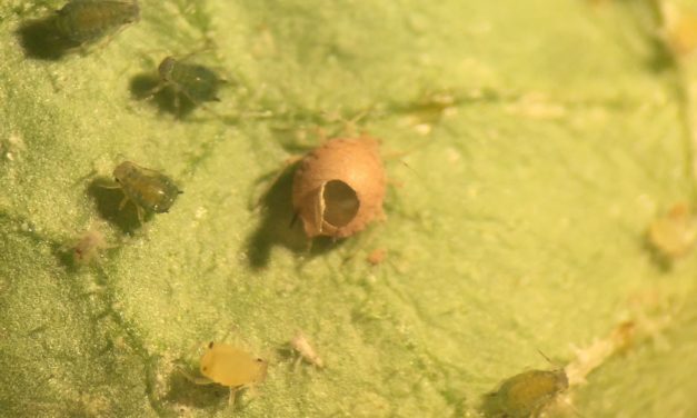 Integrated Pest Management (I.P.M.) for Aphids