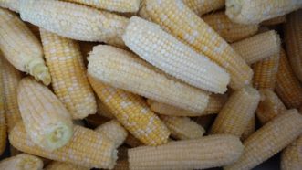 Silver Queen and Peaches and Cream corn mix.