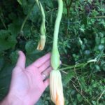 Tromboncino Squash