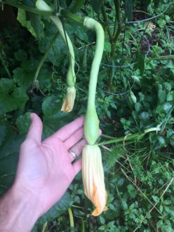 Tromboncino squash almost ready for harvest.