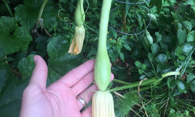 Tromboncino Squash