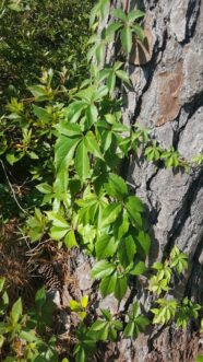Virginia creeper climbs by tendrils that have oval shaped disks that enable it to adhere to surfaces.