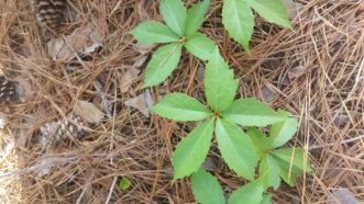Virginia creeper is a groundcover that will also climb trees.