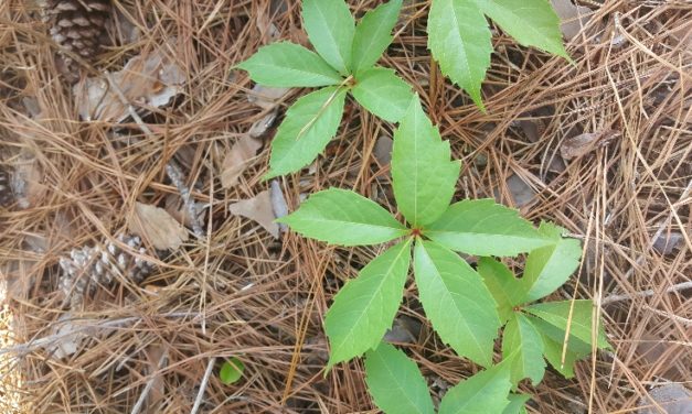 Weed of The Month – Virginia Creeper