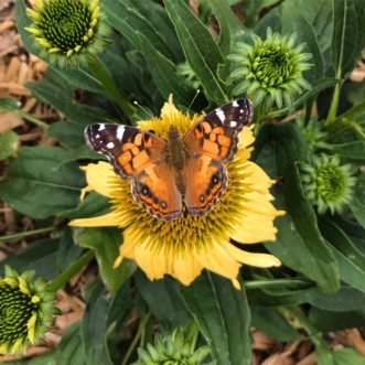 Plants in the aster family such as this Cheyenne Spirit Coneflower are attractive to many butterflies including the American Lady (Vanessa virginiensis).