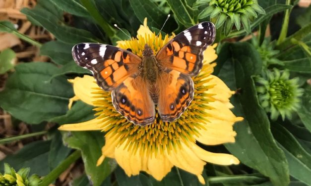 If You Build It, They Will Come: Attracting Butterflies To Your Yard