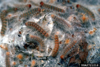 Fall webworm webbing opened to reveal a group of early-to-mind instar larvae. 