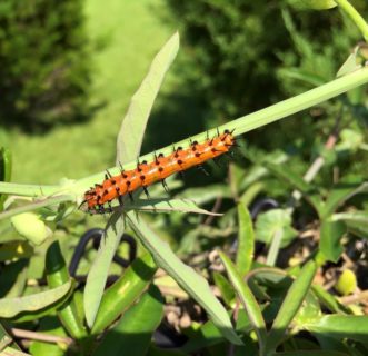 Passion Vine, sometimes known as Maypops, is the host plant for several butterfly species including the Gulf Fritillary (Agraulis vanillae). **the photo called passion_vine.jpg can be included if you want to show the flower**