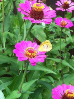 The yellow center, called the disk floret, contains the nectar being consumed by this Sleepy Orange (Abaeis nicippe)