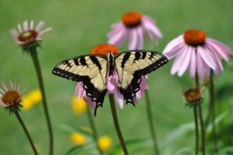 The Easter Tiger Swallotwail (Papilio glaucus) is South Carolina’s state butterfly.