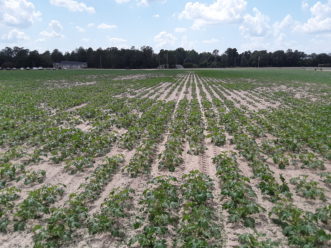 This squash field is exhibiting an irregular growth pattern due to a high population of root knot nematodes.