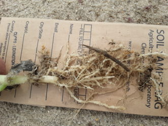 Swollen “knots” on squash roots from root knot nematodes.
