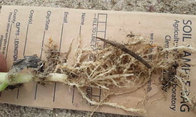 Root-Knot Nematodes in the Vegetable Garden