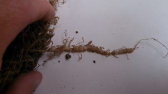 Symptoms of root knot nematodes on tomato roots.