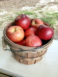 Basket of Gala Apples Kerrie Roach, ©2019, Clemson Extension