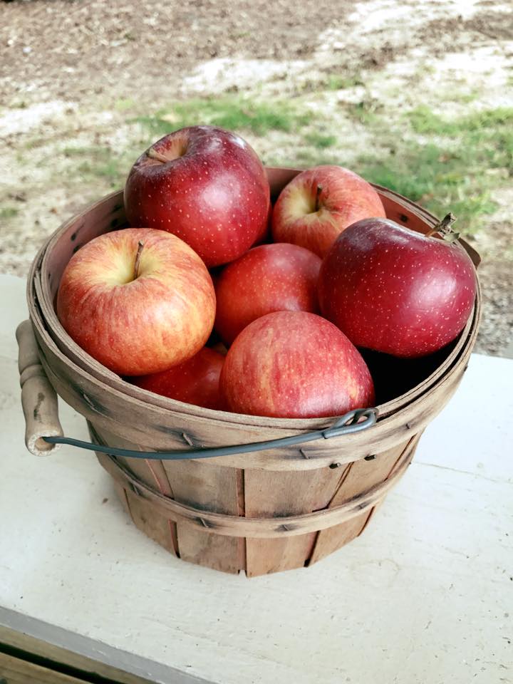 Most common fruit trees grown in south catolina