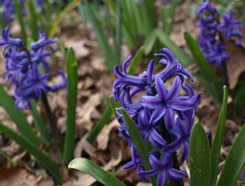 Planting Deer Resistant Bulbs Home & Garden Information Center