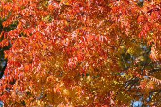 Chinese pistache trees are ablaze with color in November. Pistache will make the best fall color when grown in full sunlight.