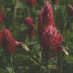 Crimson Red Clover