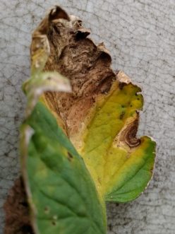 Early blight is a disease caused by a fungus which survives in the soil as spores from year to year.