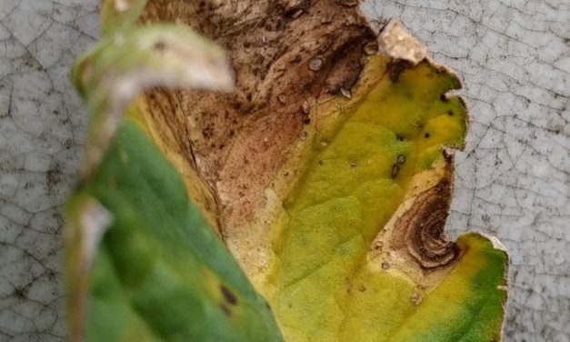 Cultural Management of Tomato Diseases