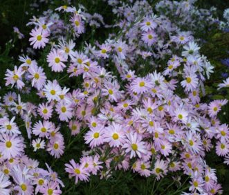 Ryan’s Pink (Chrysanthemum x morifolium ‘Ryan’s Pink’) can reach a height of 36 inches; therefore, are best planted at the back of the perennial border.