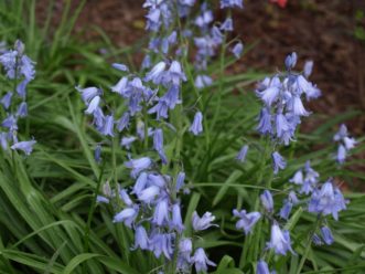 Siberian squills (Scilla siberica) will grow in full sun to full shade conditions.